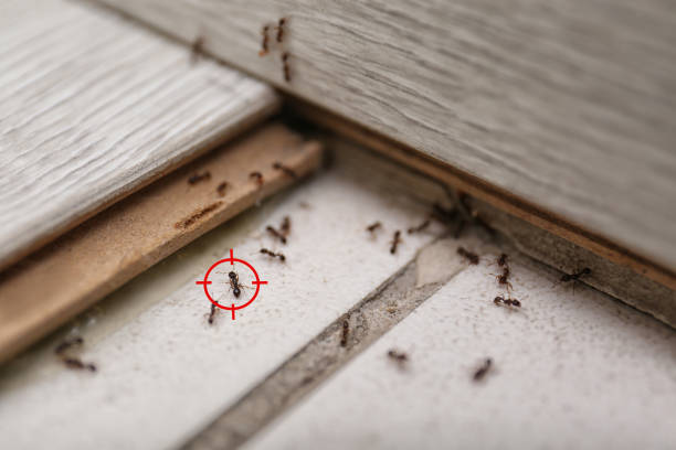 Best Cockroach Control Services  in Fairlawn, VA
